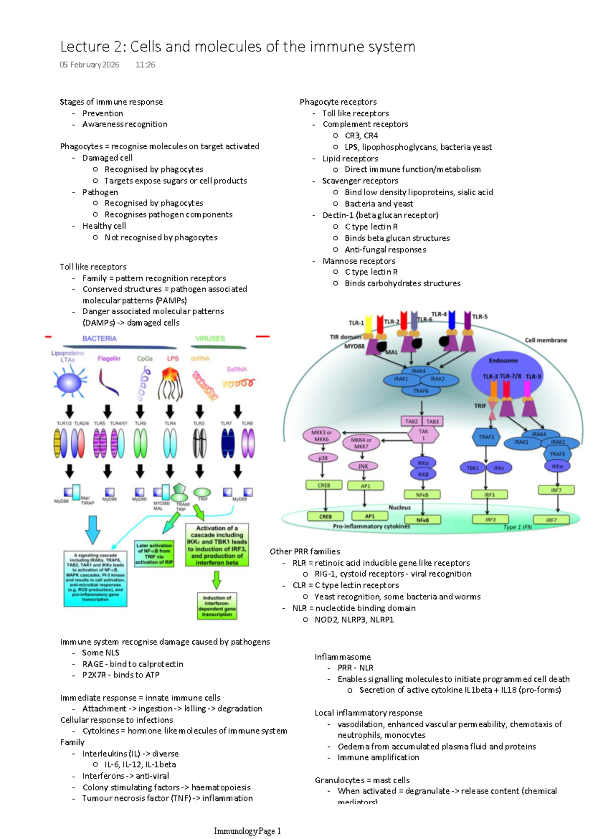 Lecture 2: Immune System Cells & Molecules Overview - Studocu