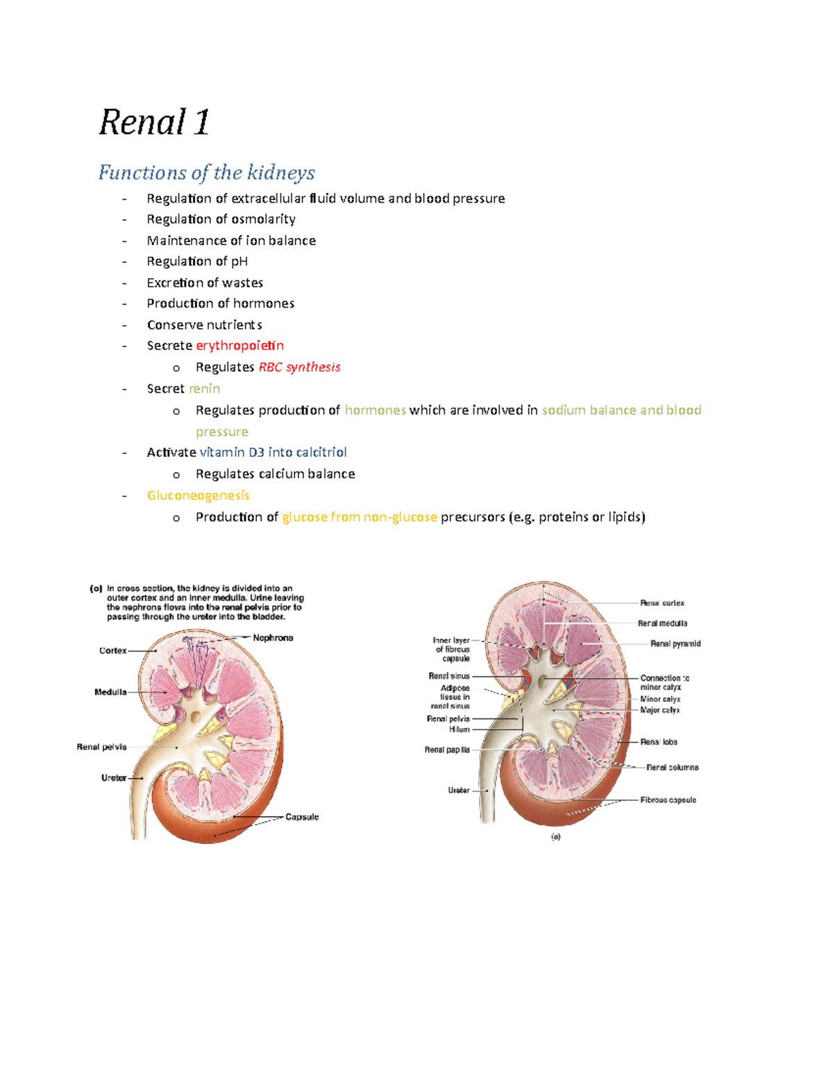 Human Anatomy and Physiology Lecture Notes - Renal - Renal 1 Functions ...