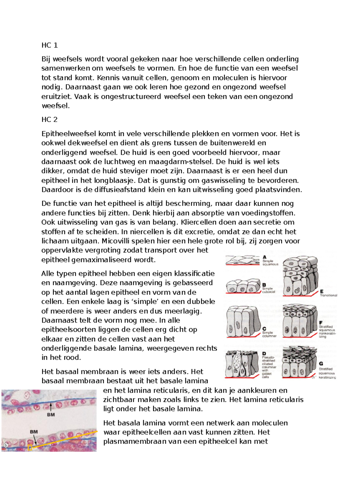 HC 1-2-3 Epitheel: Weefselstructuur en Vernieuwing van Epitheel ...