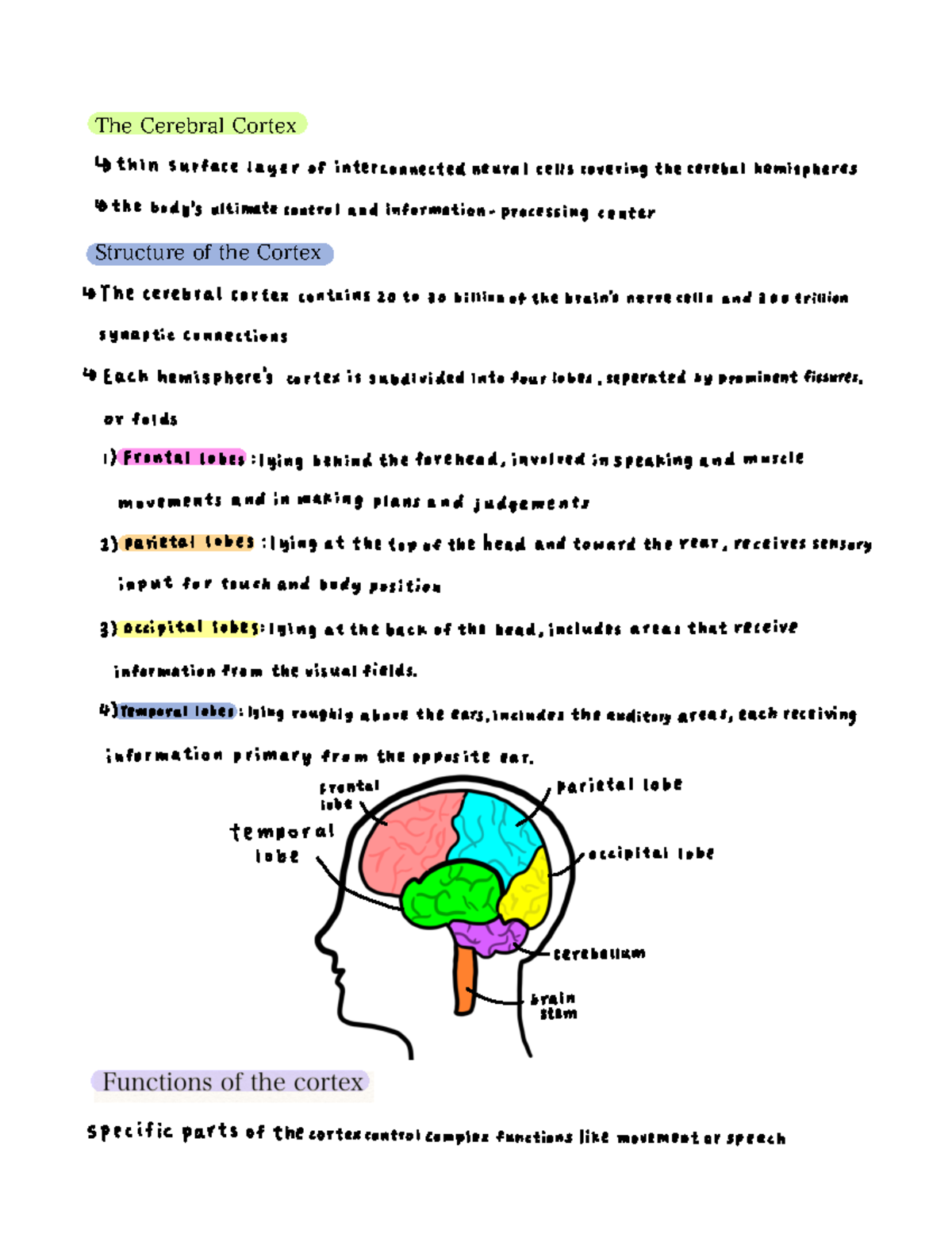 Module 5: Overview of the Cerebral Cortex Functions and Structure - Studocu