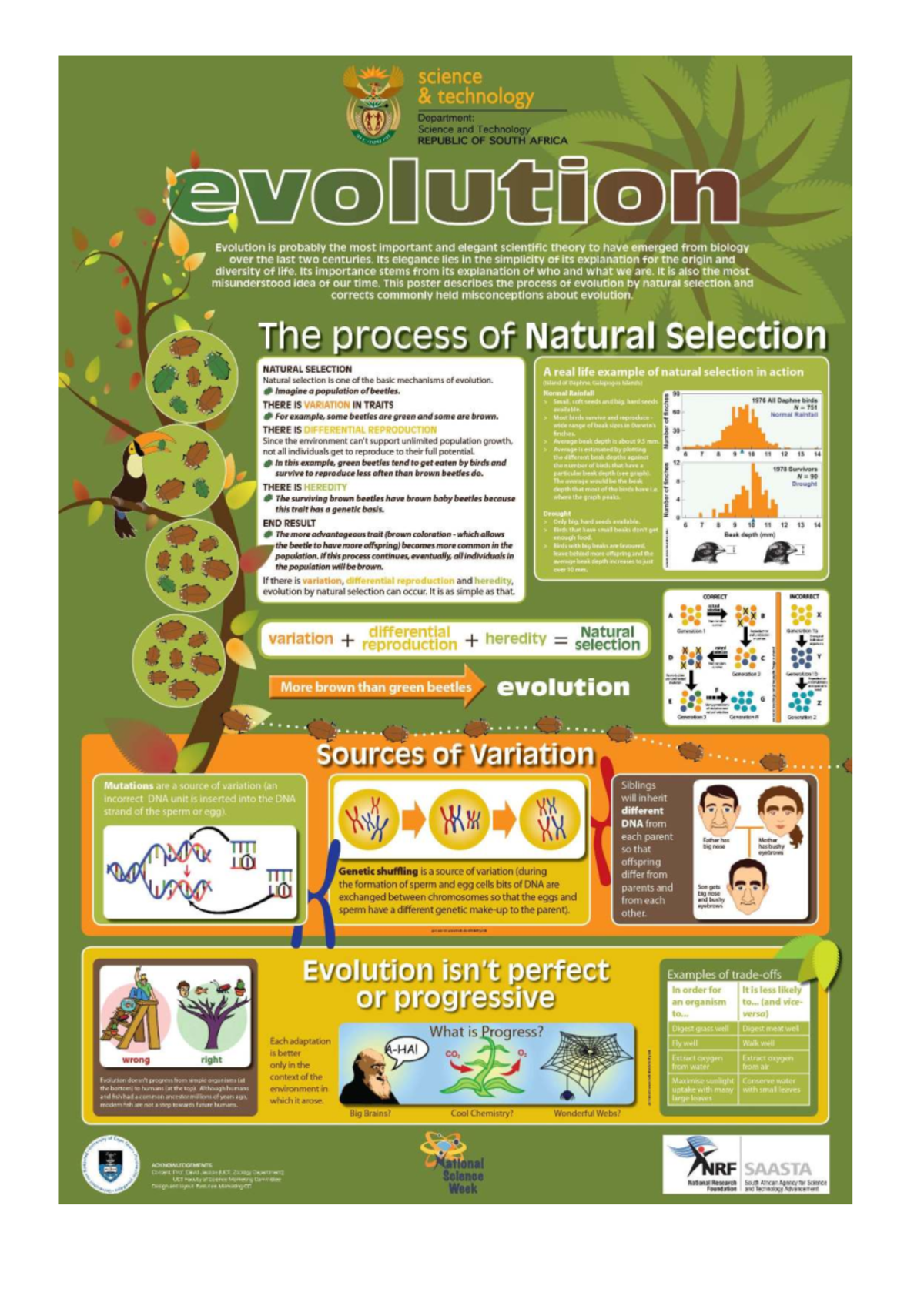 Evolution: Understanding Natural Selection and Misconceptions - Studocu