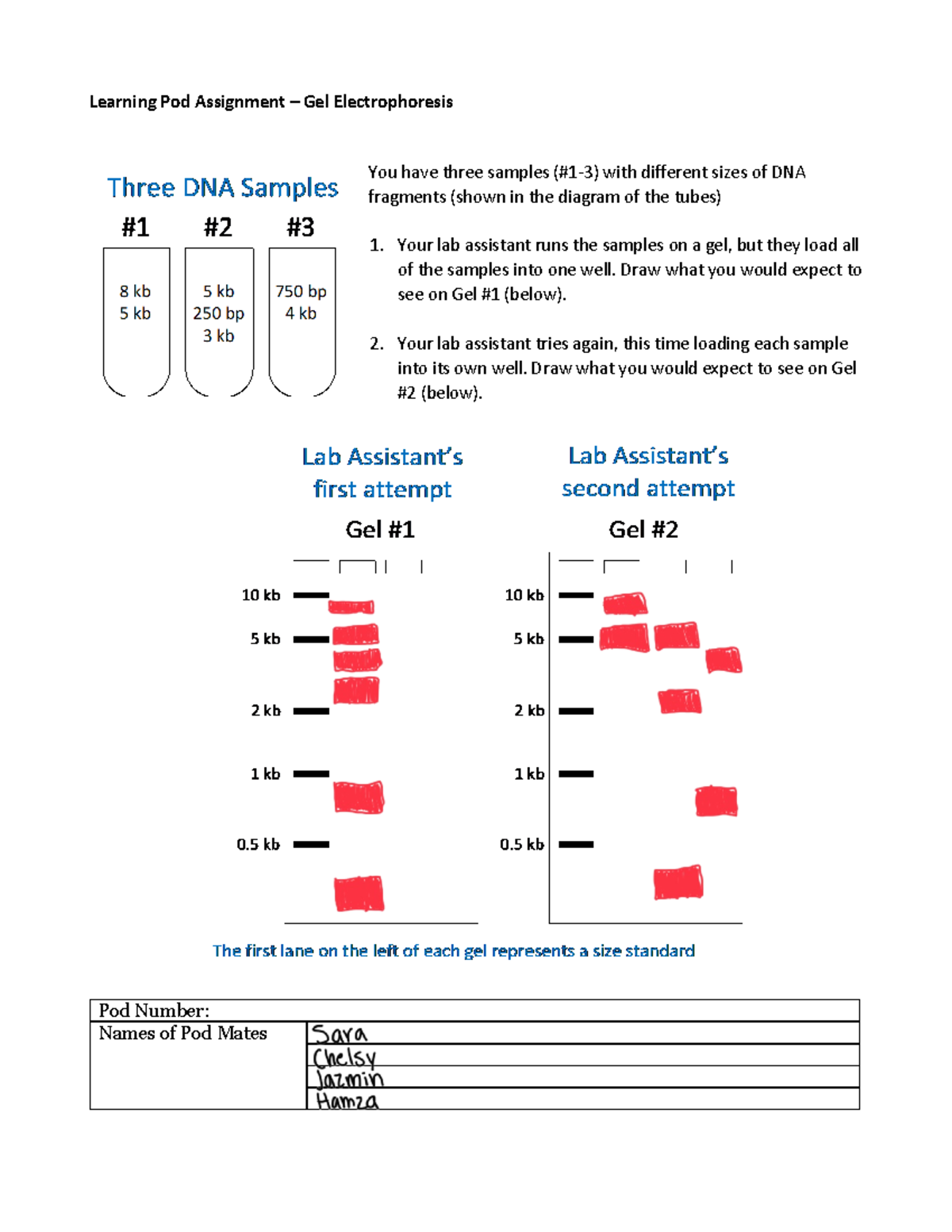 Learning Pod 5a - Gel Electrophoresis 2 - LS7A - Learning Pod ...