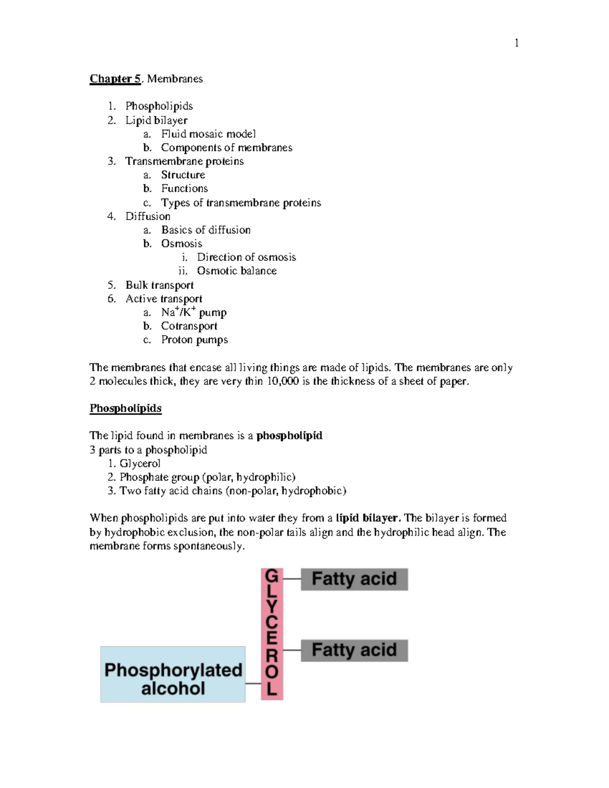 Biology 101: Membrane Structure & Transport Mechanisms Notes - Studocu