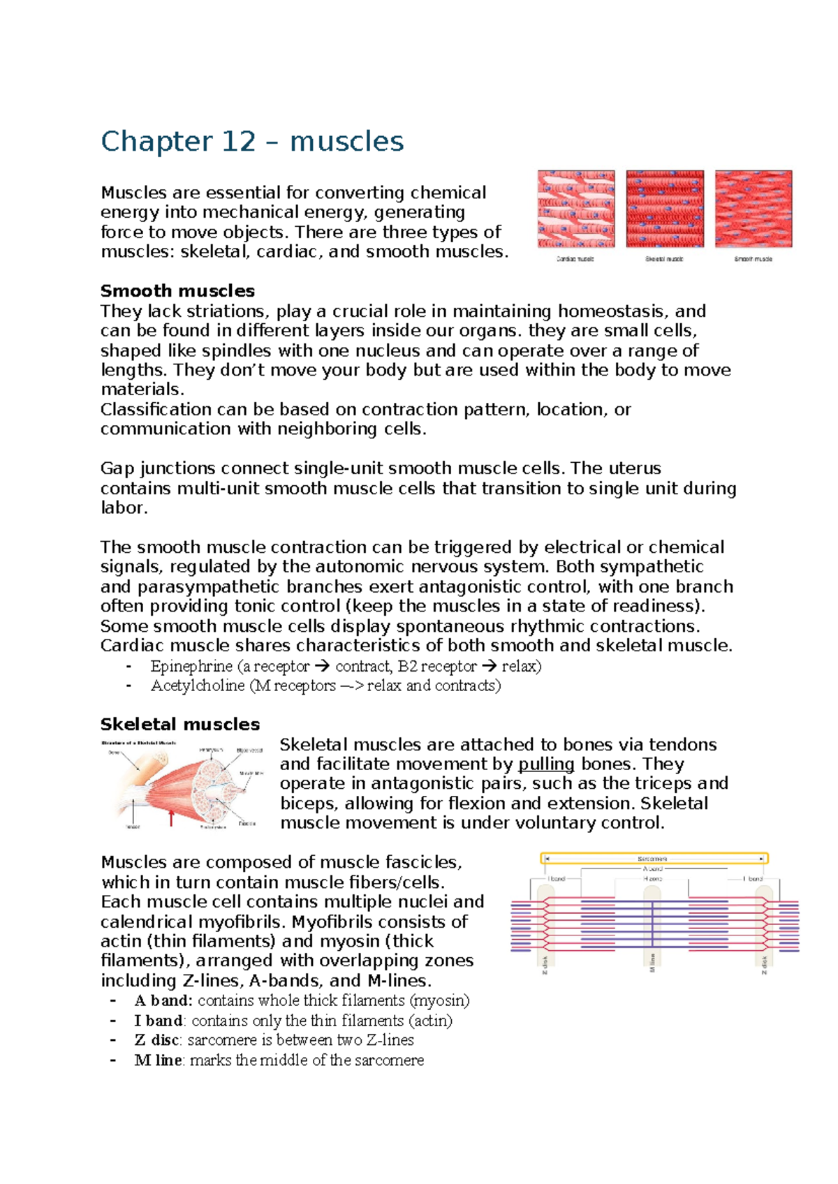 Human Physiology Chapter 12: Understanding Muscles and Their Functions ...