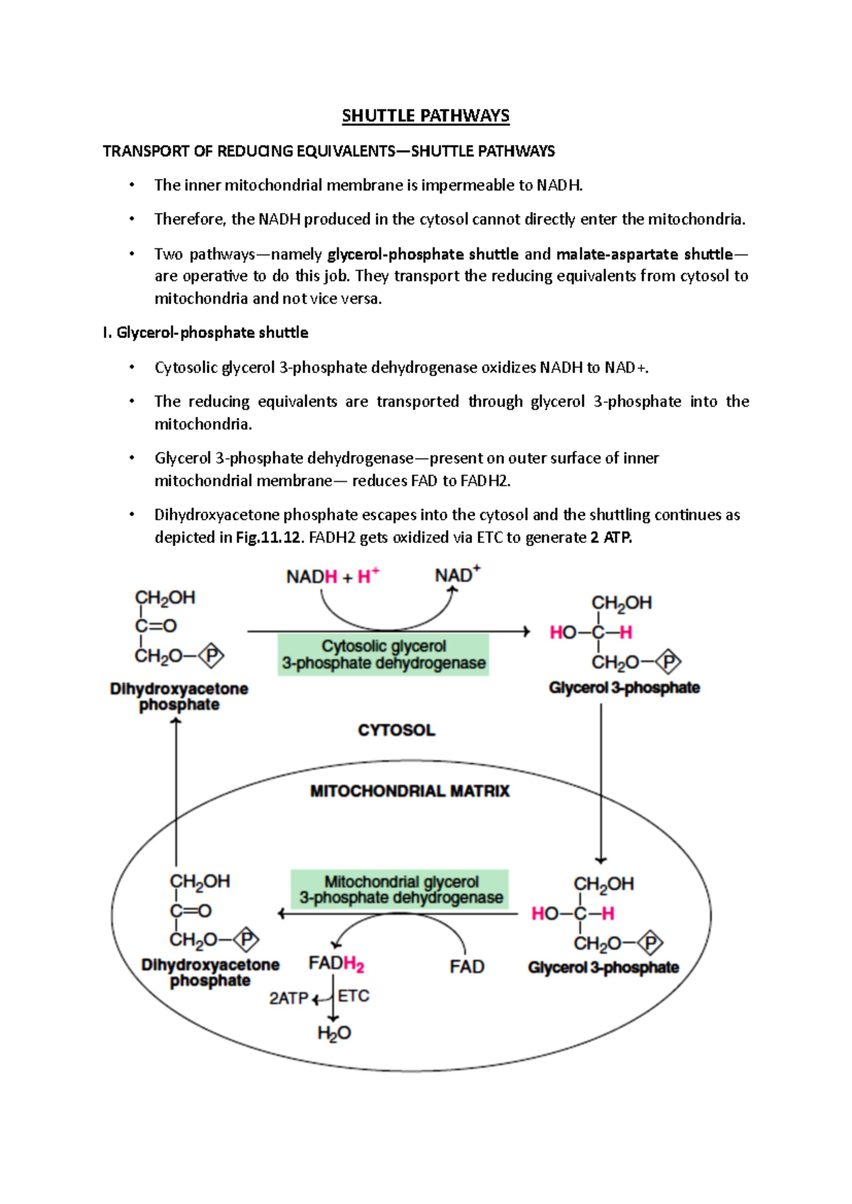 Shuttle Pathways in Cellular Respiration: NADH Transport Mechanisms ...