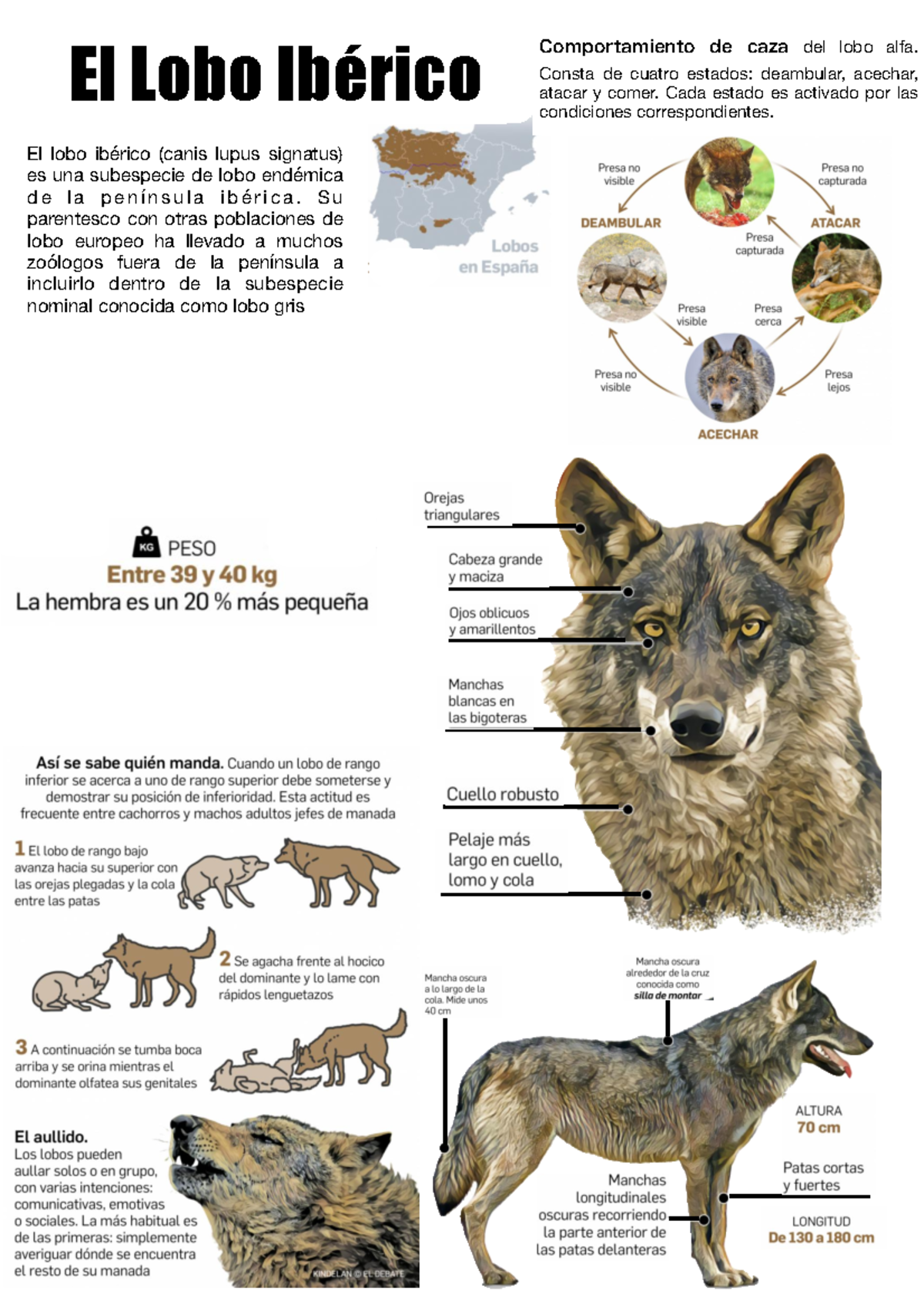 Lobo Negro: Hábitat y Características | PDF | Organismos, image size:1200x1698