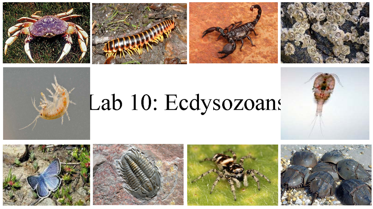 Lab 10: Ecdysozoans overview - focus on arthropoda and more - Studocu