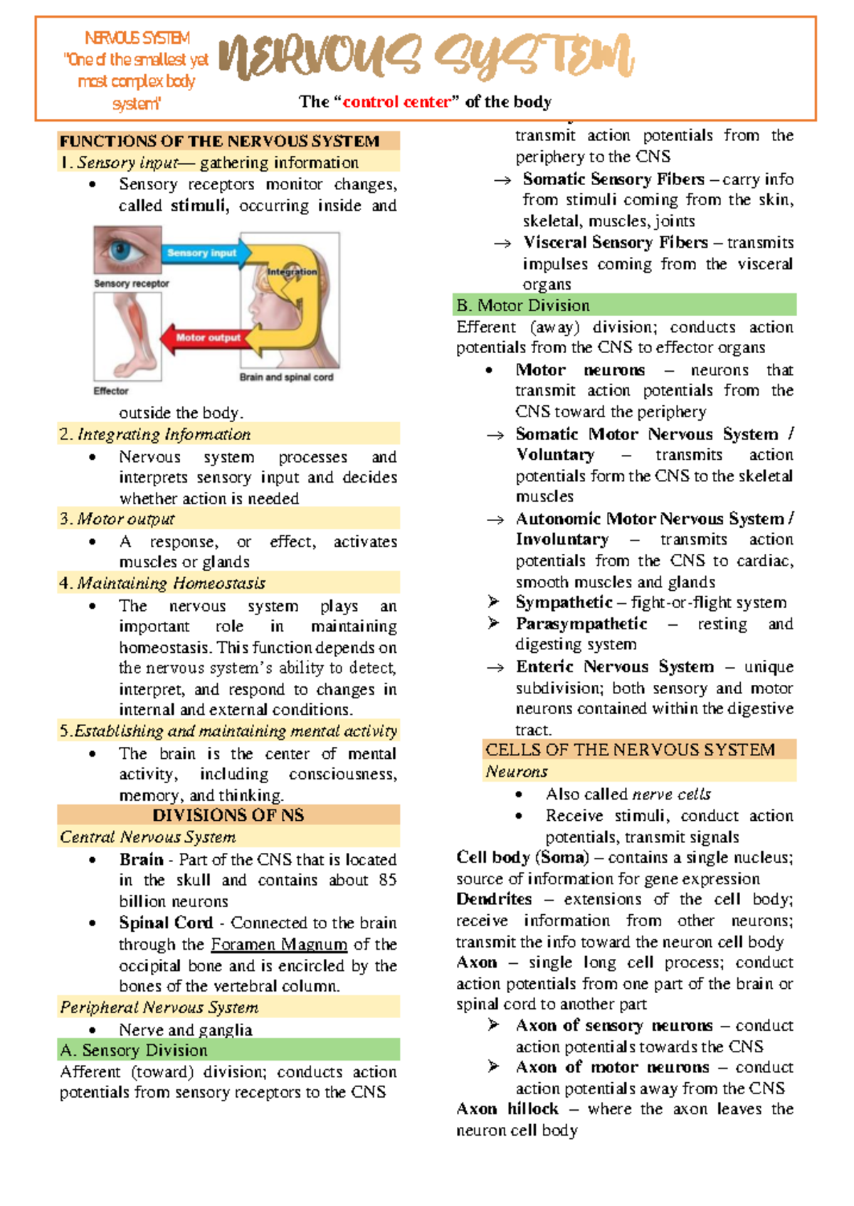 Nervous System Functions and Structure - Overview Notes (BIO101) - Studocu
