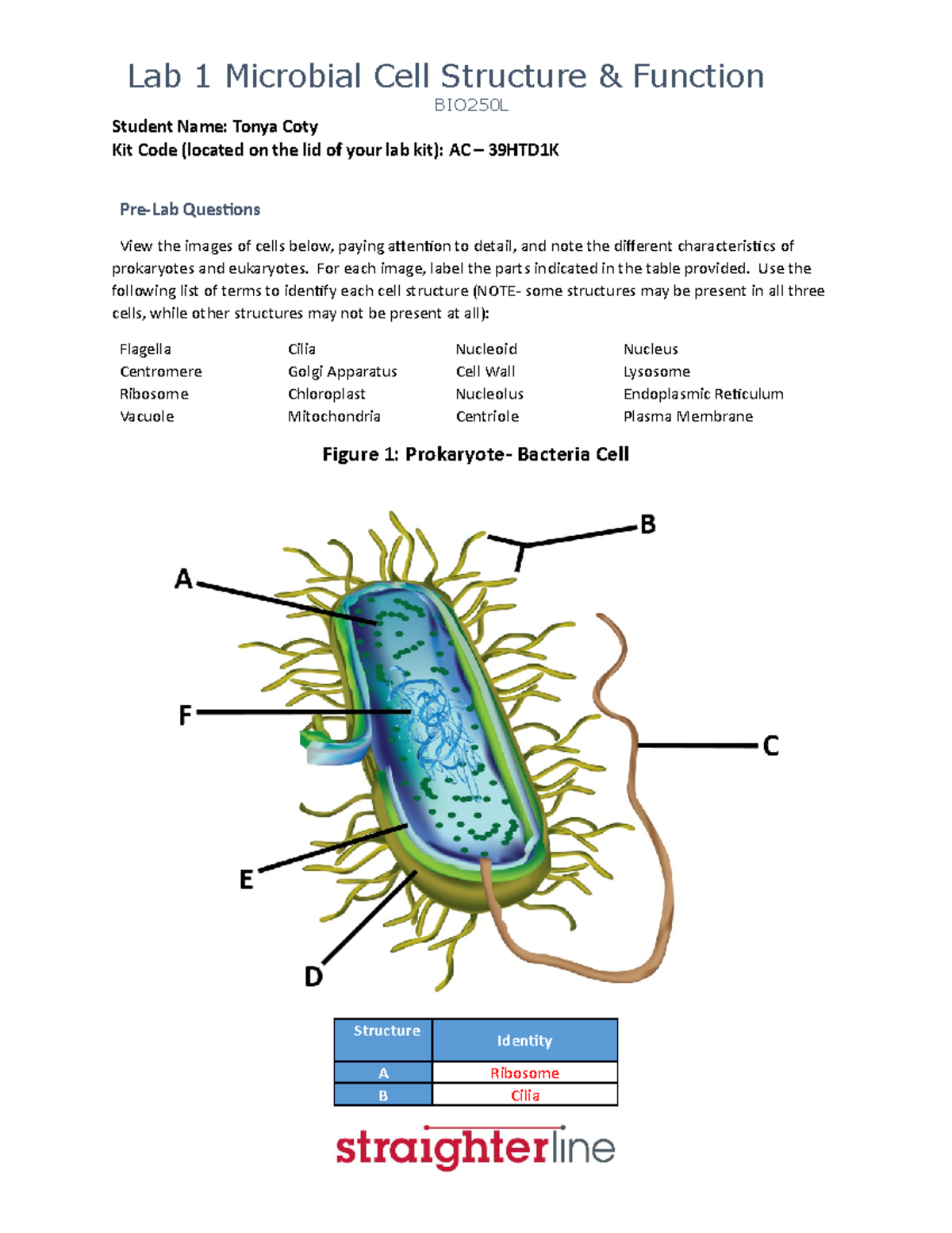 BIO250L Lab 1 - Identifying Prokaryotic and Eukaryotic Cell Structures ...