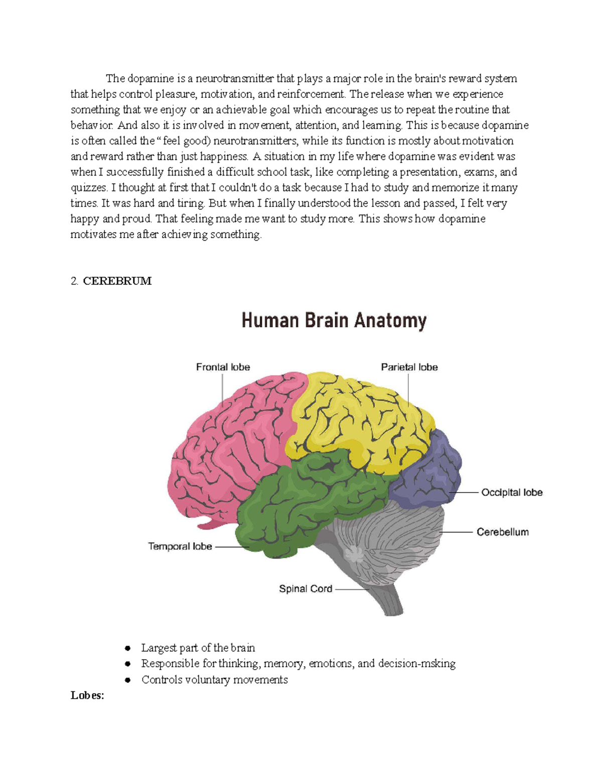 Assignment on Brain and Neurotransmitter (PYN4Am) - Studocu