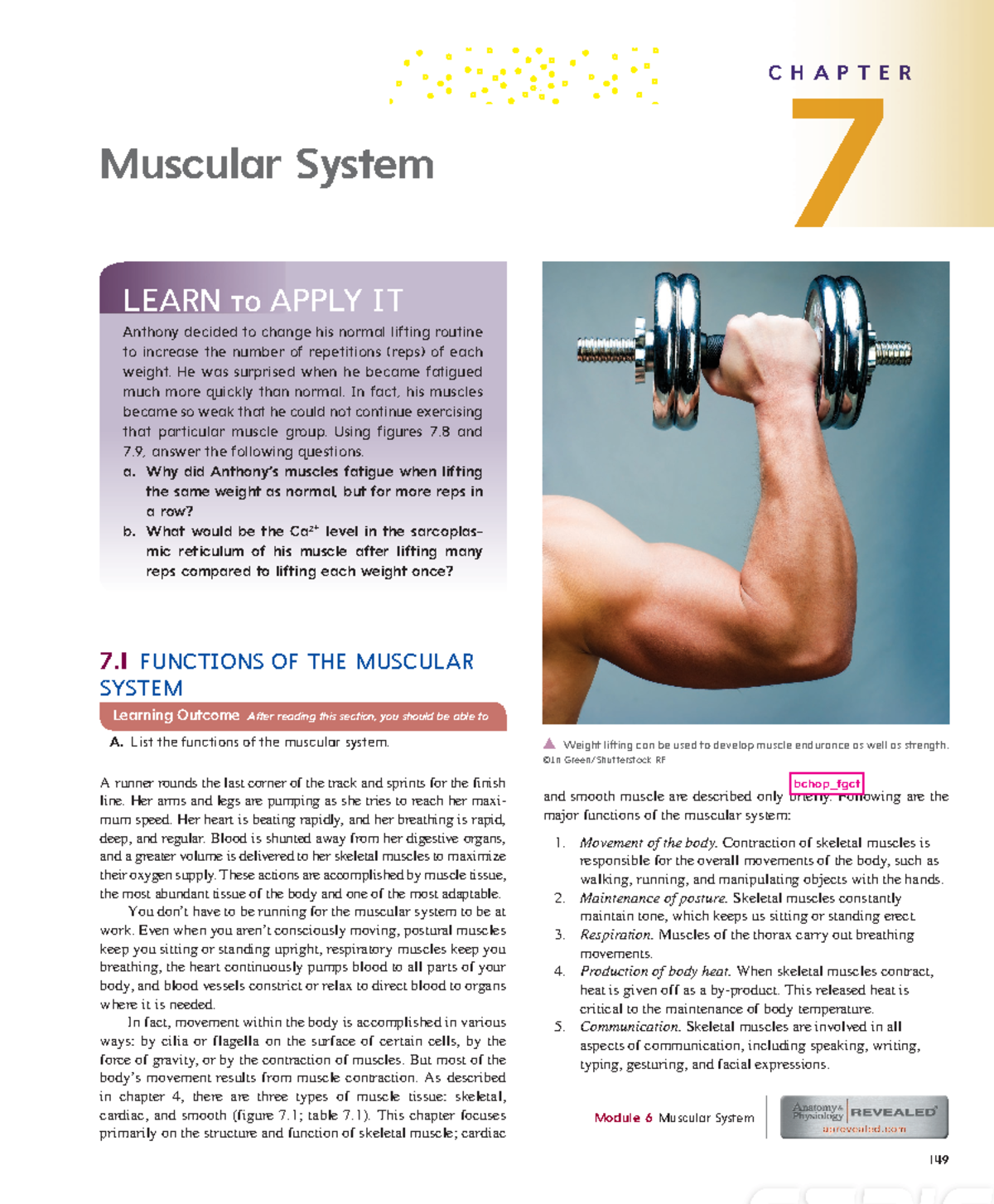 Chapter 7: The Muscular System - Structure & Function Overview - Studocu