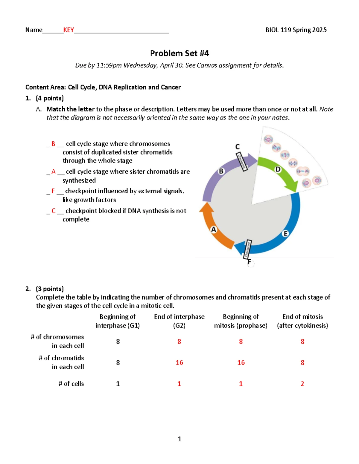 BIO101 Final Exam Notes: Cell Cycle, Mitosis, Genetics & Mutations ...
