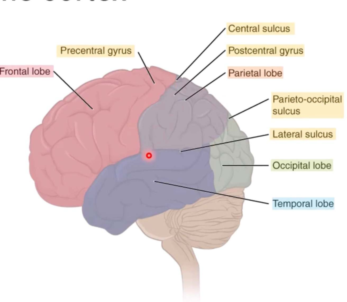 Screenshot 2026-03-18 at 1.05.55 pm - HBS101 - Central sulcus ...