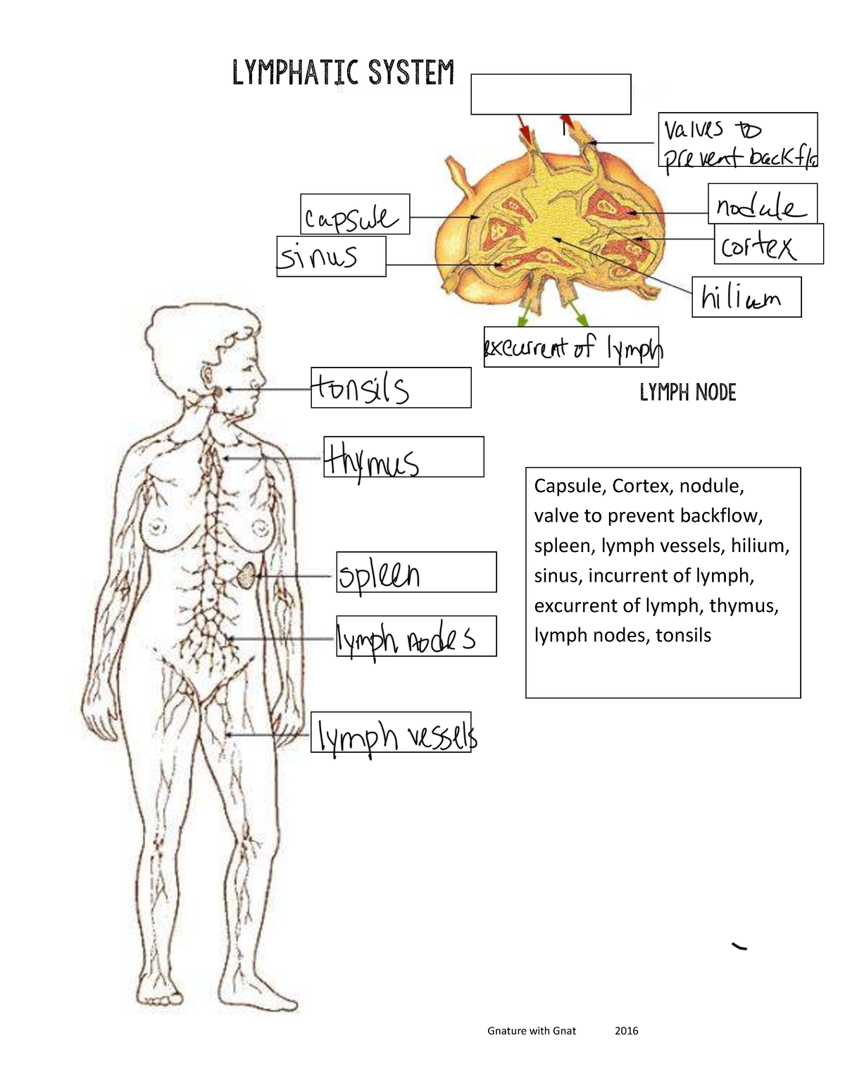 Lymphatic+System-Large+Diagram - BIO 120 - Gnature with Gnat 2016 ...