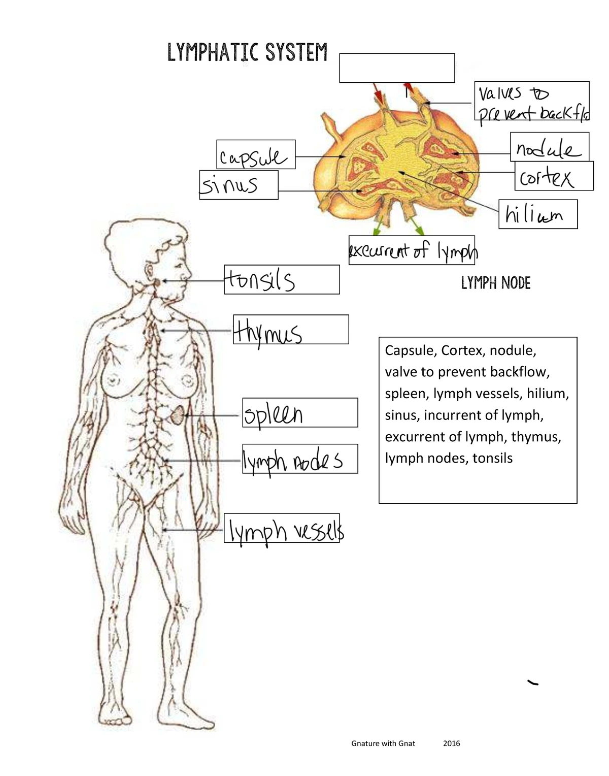 Worksheet - study - BIO 120 - Connective Tissue Labeling 2 3 4 1 5