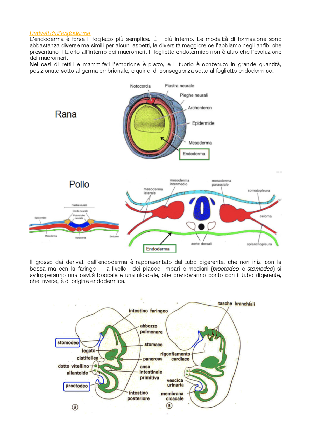 Lezione 9- 10 embriologia - Derivati dell’endoderma L’endoderma è forse ...