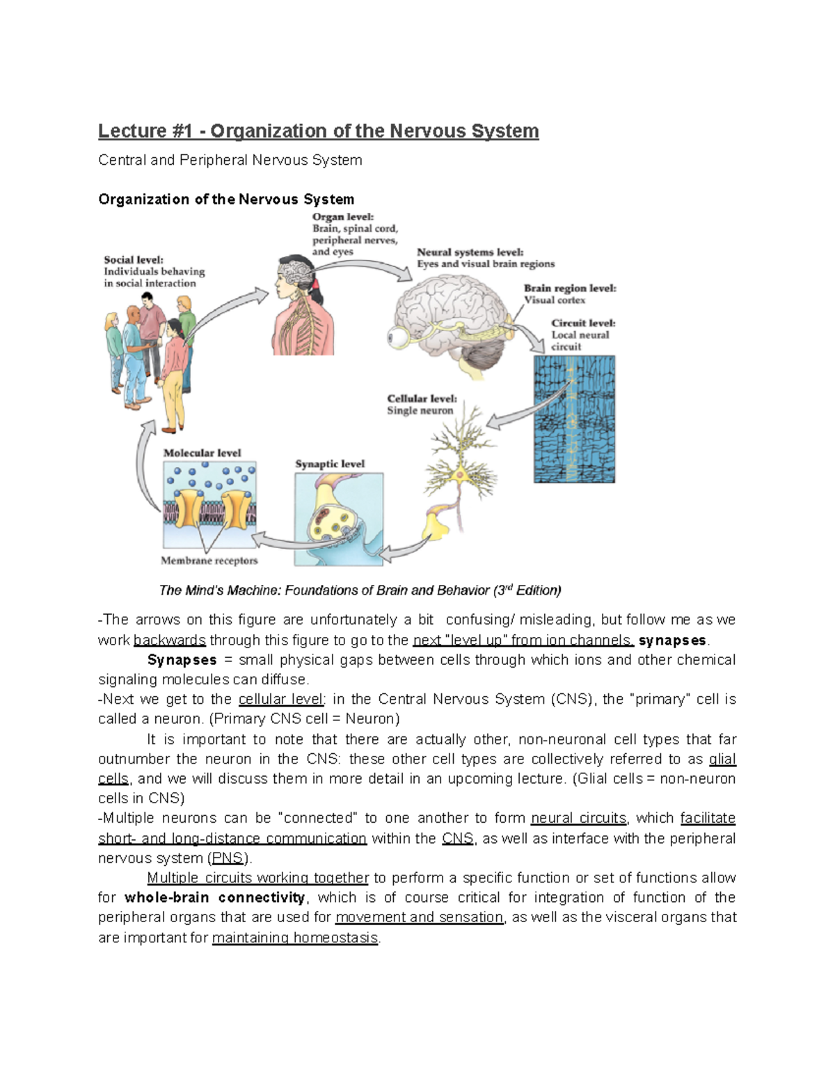 BISC 421 Exam #2 Lecture Notes: Organization of the Nervous System ...