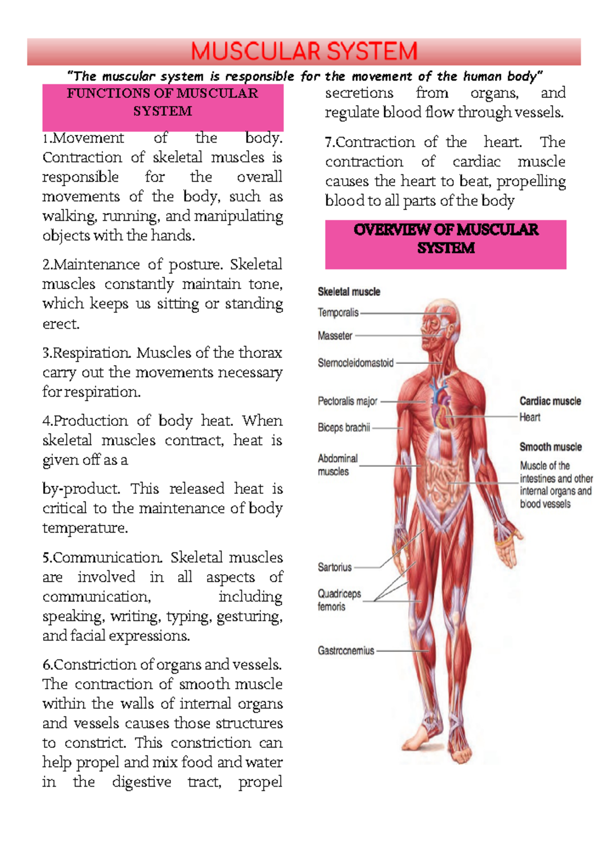 Muscular System Functions And Major Organs