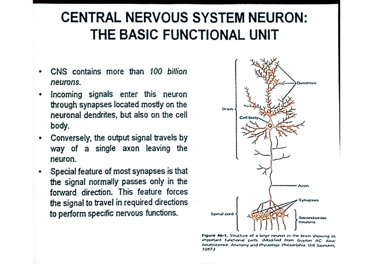CNS 101: Key Concepts in Central Nervous System Physiology - Studocu