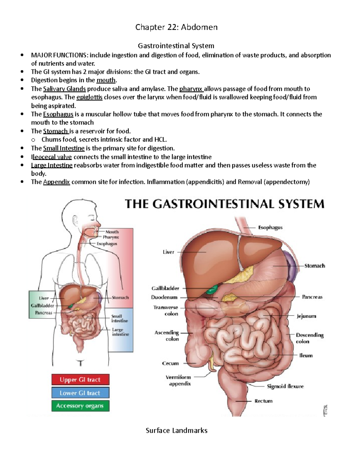 Abdomen Outline ch22 - Doc includes the important aspects of a nursing ...