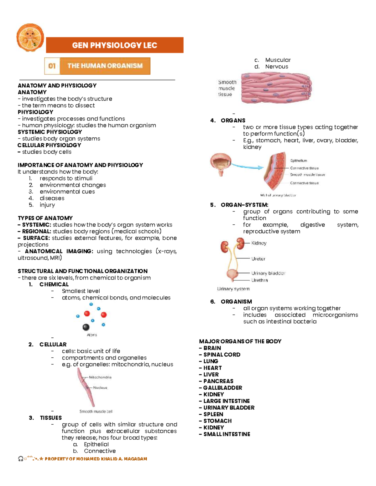LEC GENPHY 101: Anatomy and Physiology Prelims Reviewer - Studocu