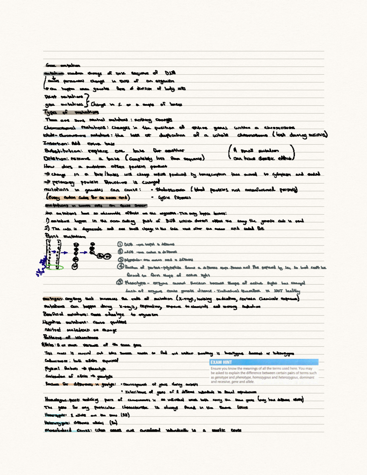 Chapter 2C: Understanding Gene Mutations and Their Effects - Studocu