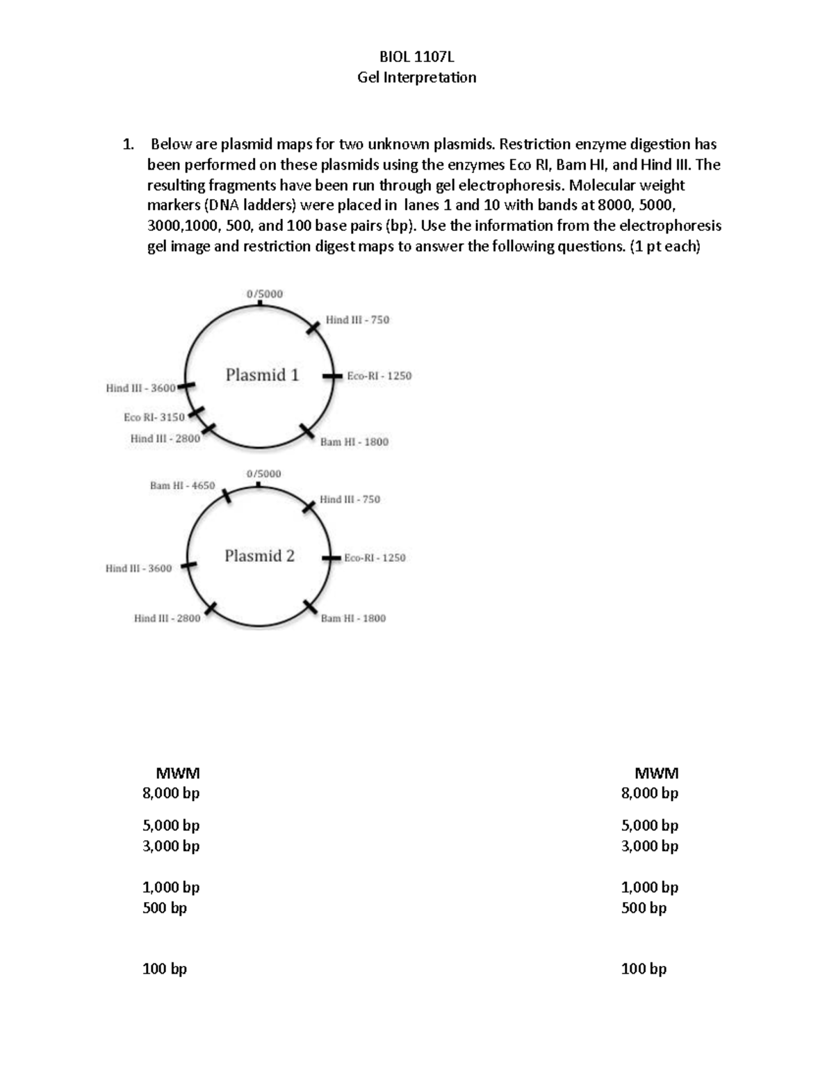 BIOL 1107L Gel Interpretation: Plasmid Analysis and Results - Studocu
