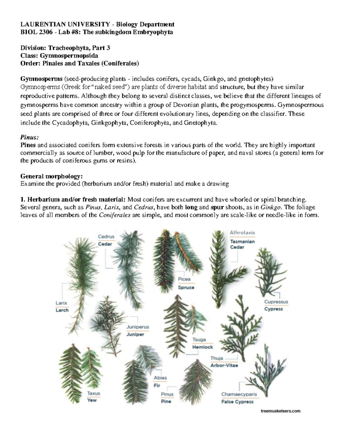 BIOL2306 Lab #8 - Exploration of Gymnosperms and Conifers - Studocu