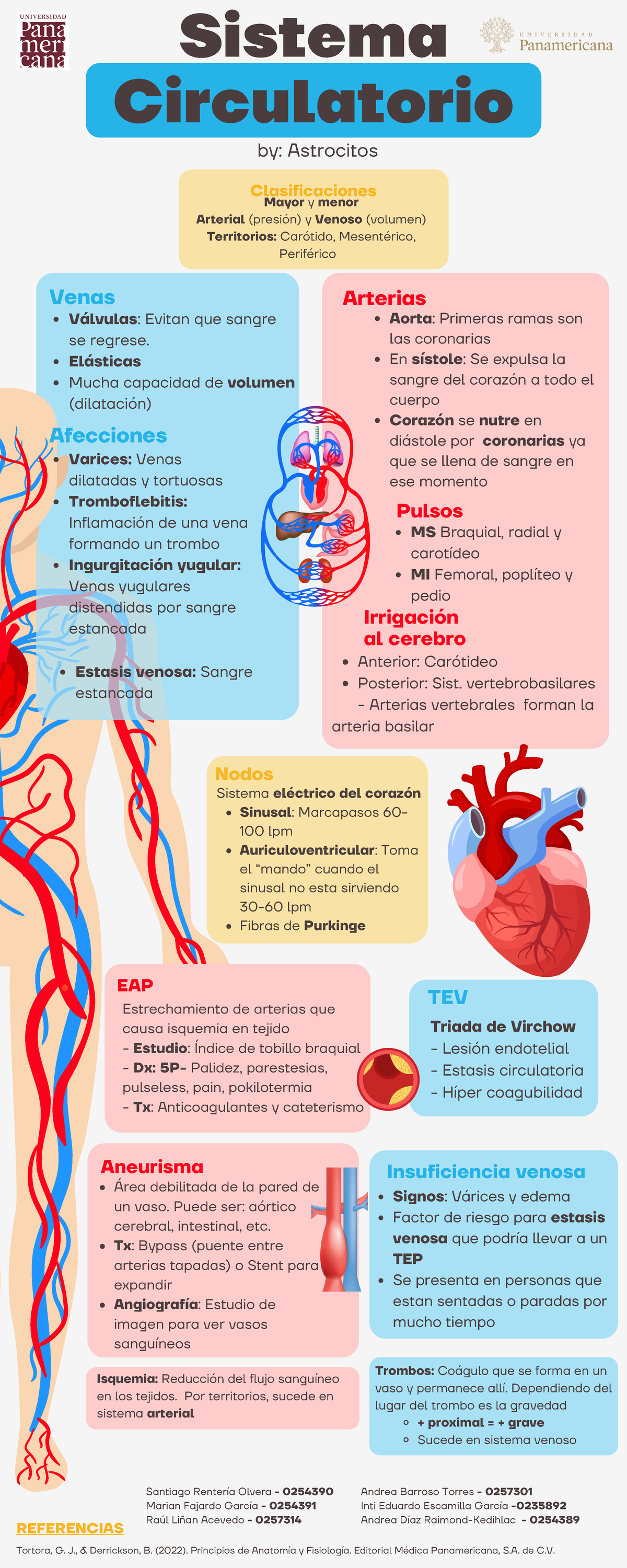 Infografía del Sistema Circulatorio - Anatomía y Fisiología - Studocu