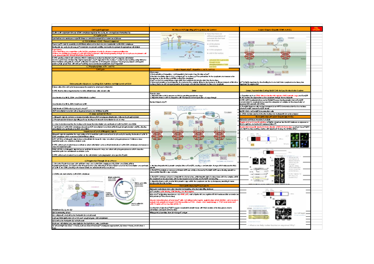 Signalling and Cell Division Notes: Cell Cycle Regulation and RAS ...