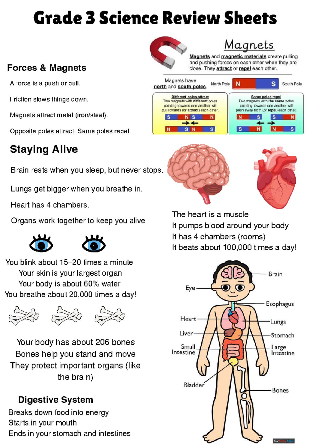 Grade 3 Science Review: Forces, Magnets, and Body Systems - Studocu