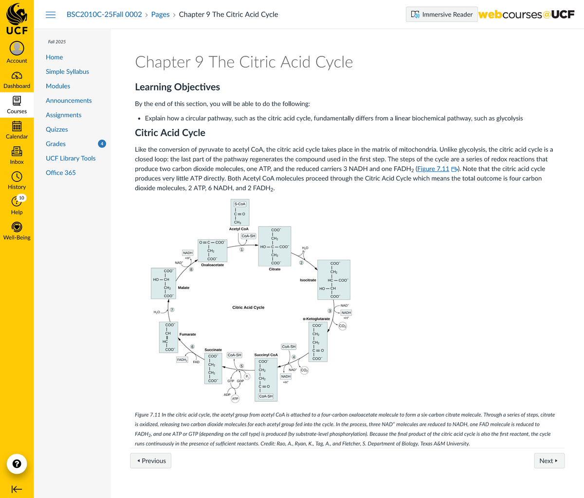 Chapter 9: The Citric Acid Cycle - BSC2010C Fall 2025 Notes - Studocu