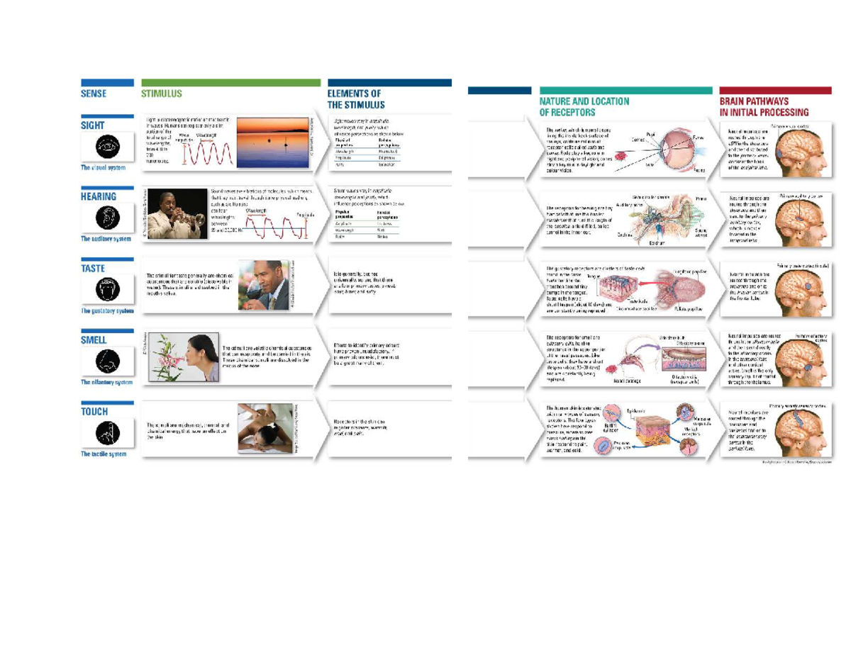Chapter 4: Sensory Processing and Perception (PSY 101) - Studocu