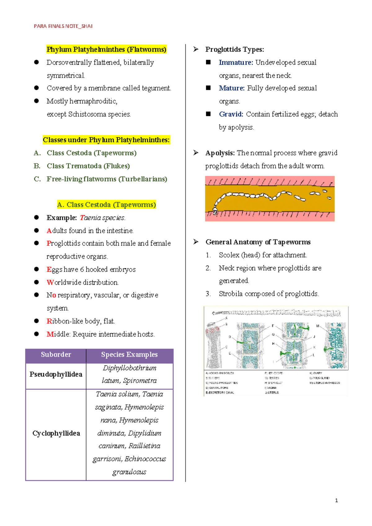 PARA FINALS NOTES_SHAI: Phylum Platyhelminthes Overview and Key Species ...