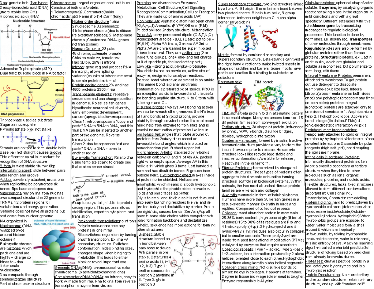 Biochem 1 - DNA Structure and Protein Function Cheat Sheet - Studocu