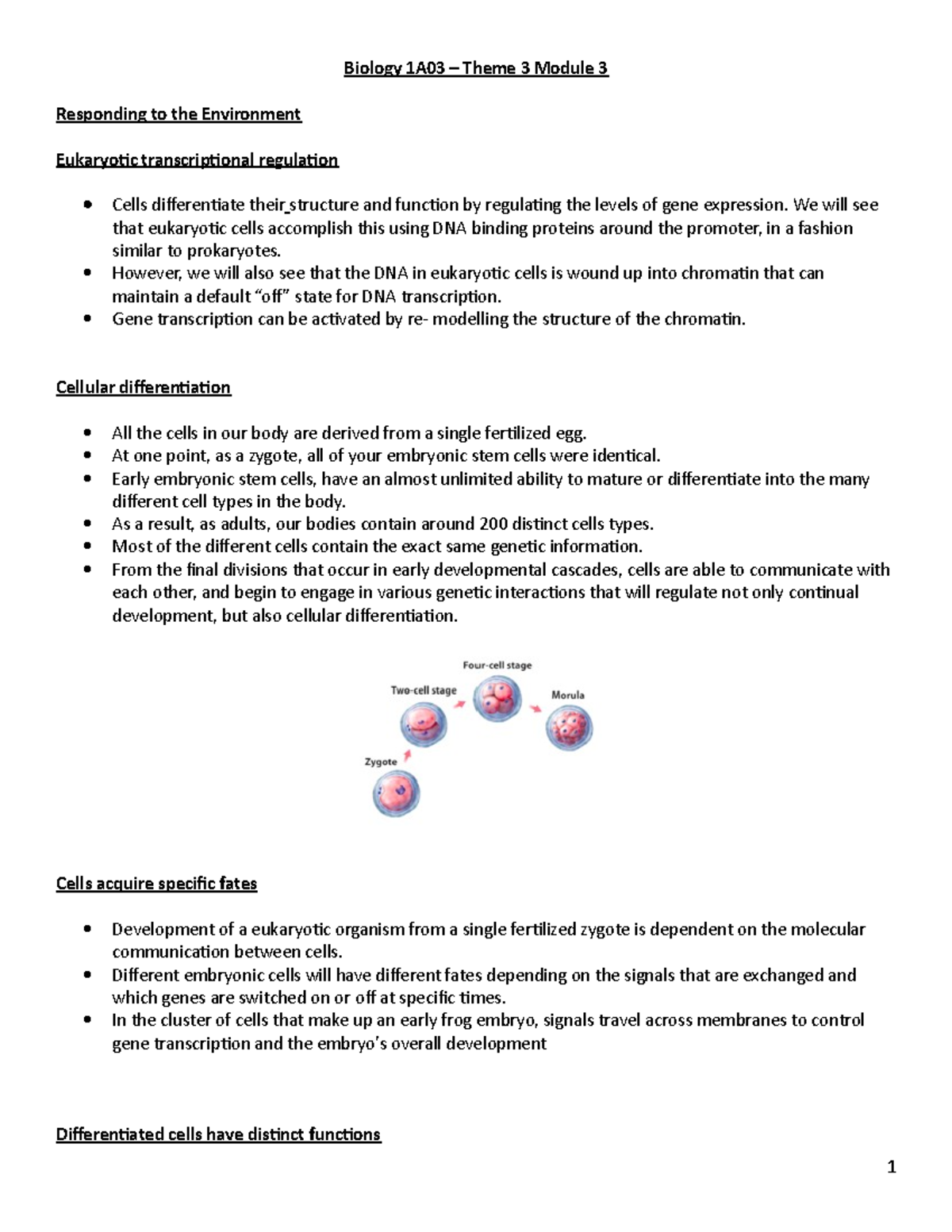 Biology 1A03 – Theme 3: Eukaryotic Gene Regulation and Differentiation ...