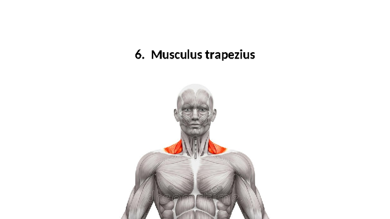 6. Musculus Trapezius: Vertaling NL naar Latijn en Functie - Studeersnel