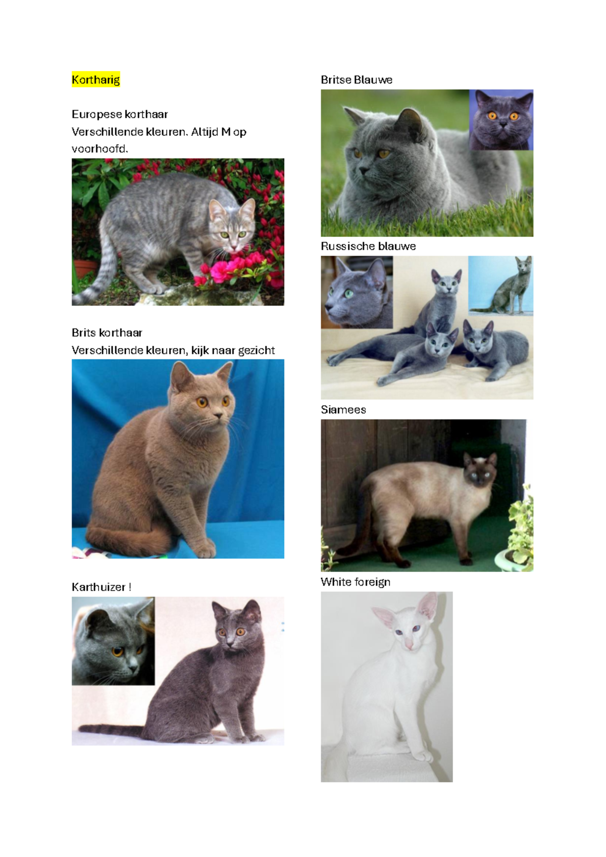 Kattenrassen - rassen fotos - Etnografie en beoordelingsleer der ...