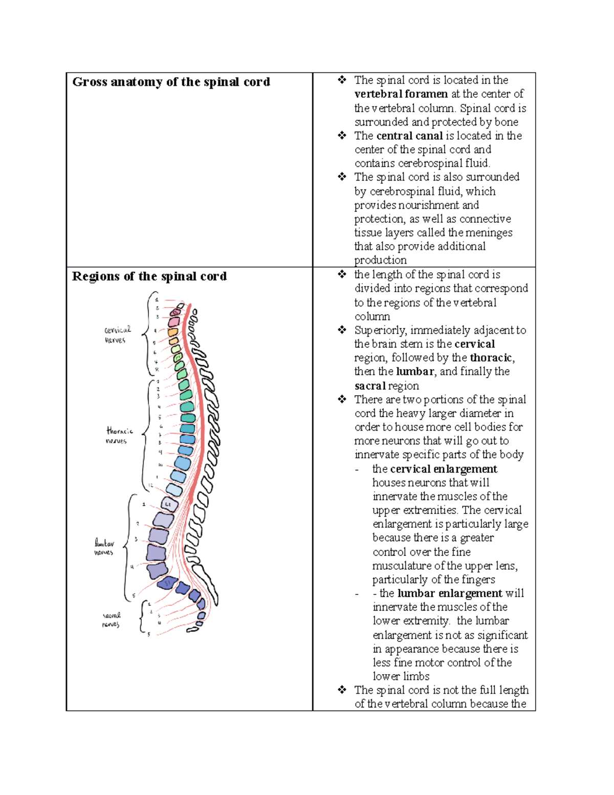 MOD 3 - Spinal Cord Anatomy and Reflex Pathways Overview - Studocu