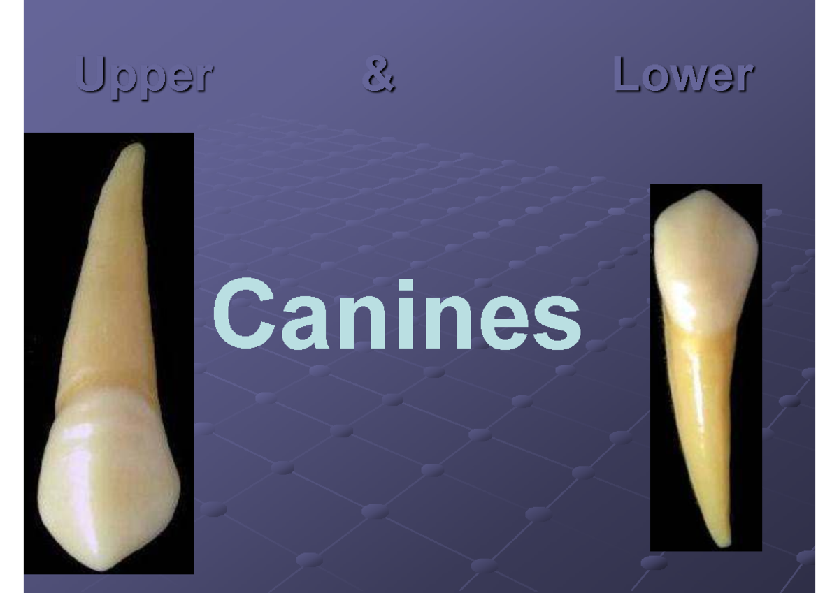 Canines Anatomy Overview: Upper vs Lower Characteristics and Features ...
