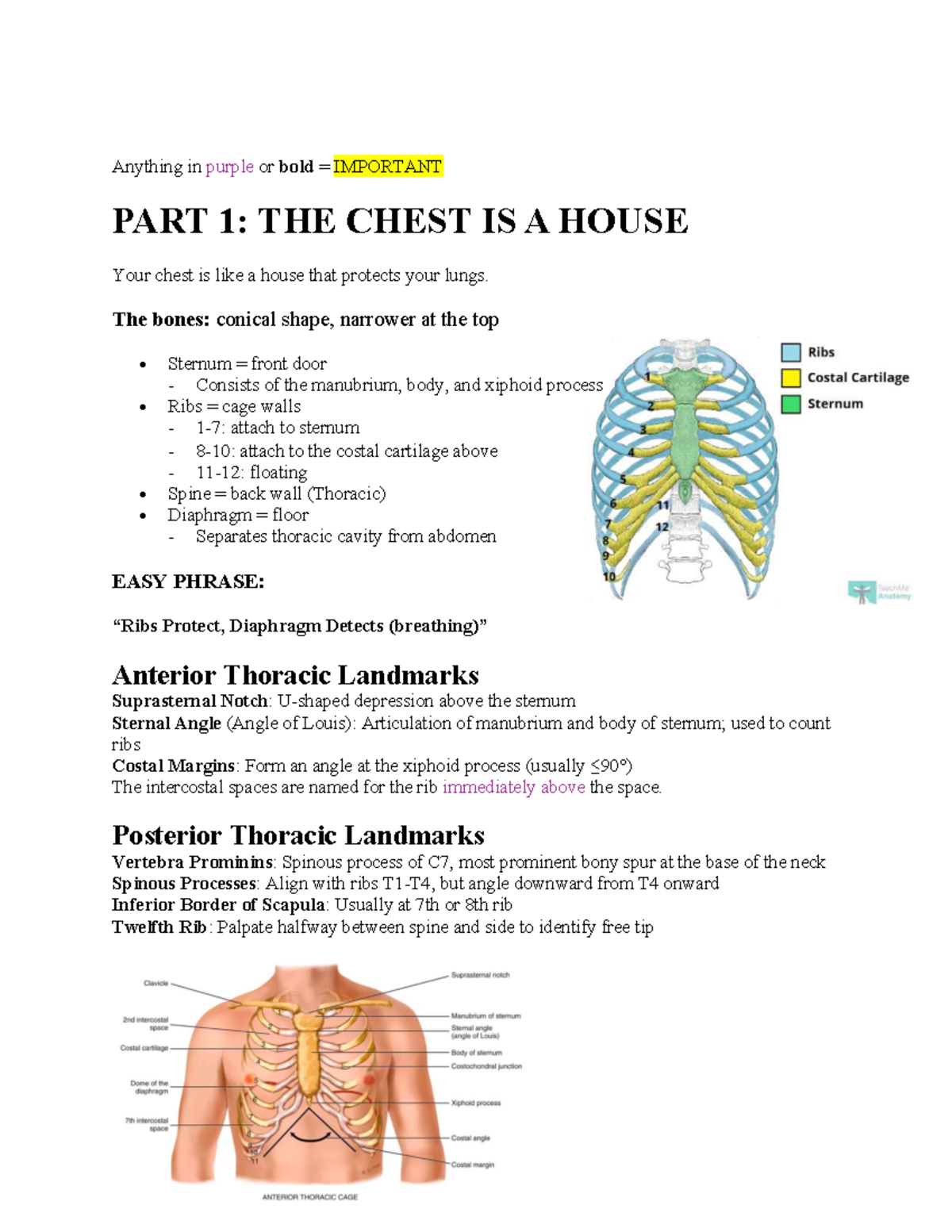 Chapter 19: Thorax & Lungs Study Guide (Important Concepts) - Studocu