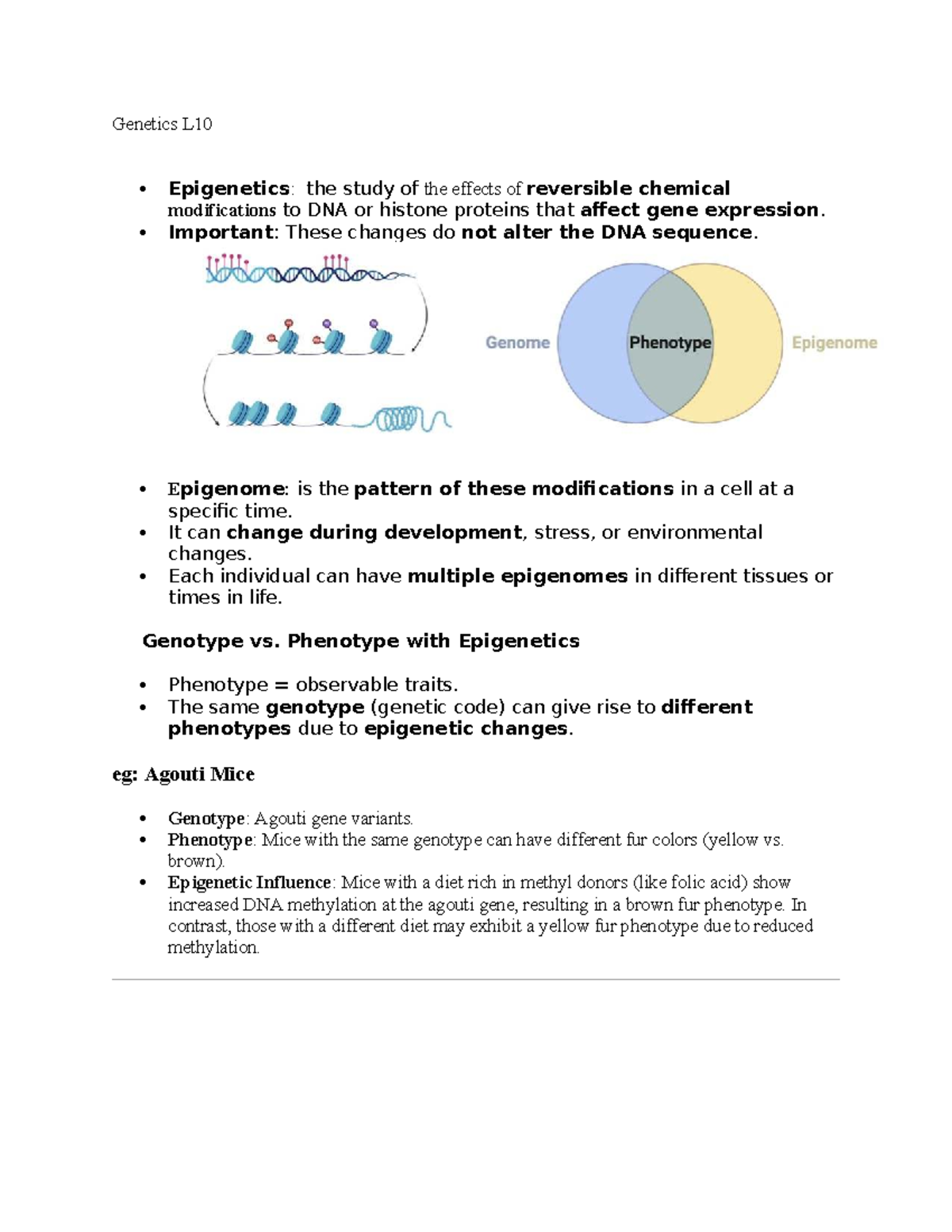 Genetics L16: Epigenetics and Its Impact on Gene Expression - Studocu