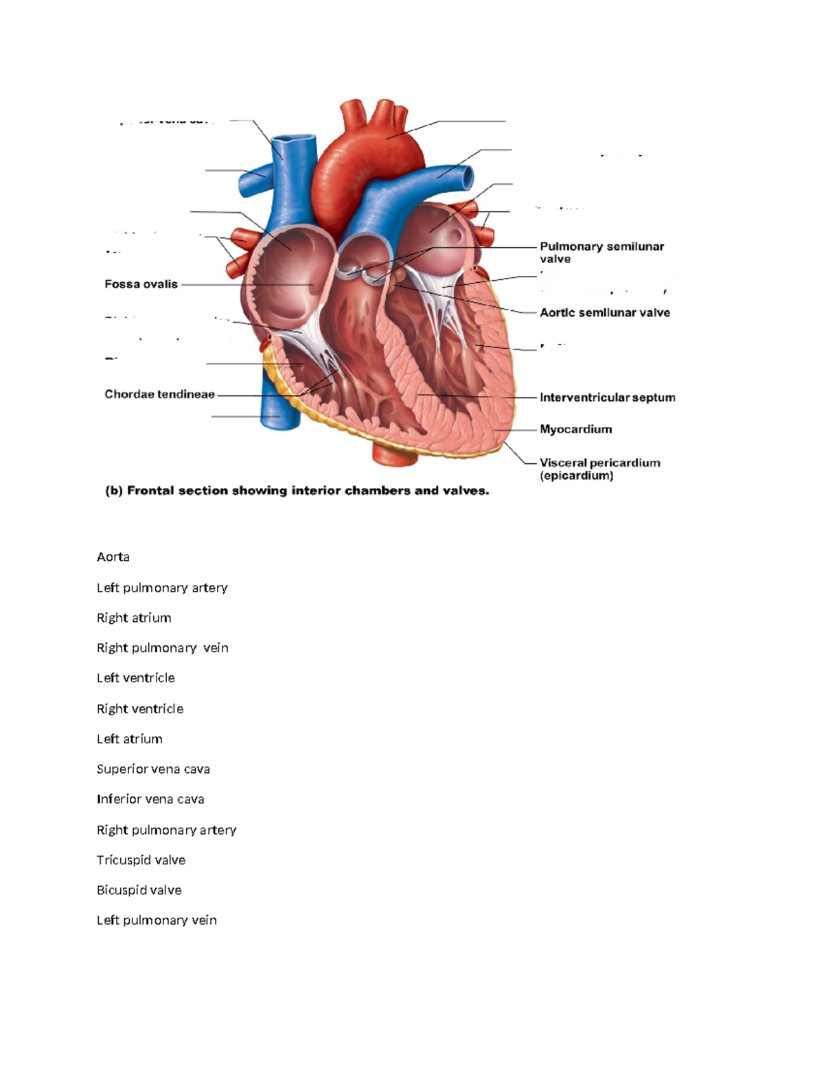 Cardiovascular System Anatomy Overview: Key Vessels and Structures ...