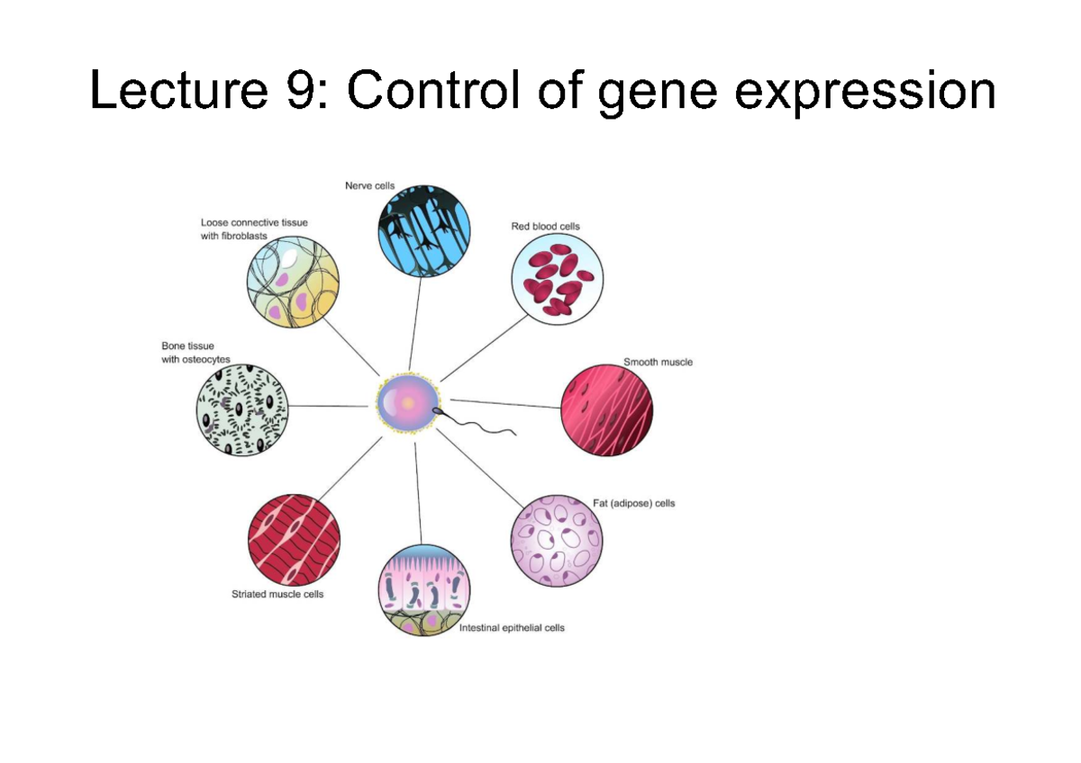 Lecture 9: Control of Gene Expression (2025) - Key Concepts & Outcomes ...