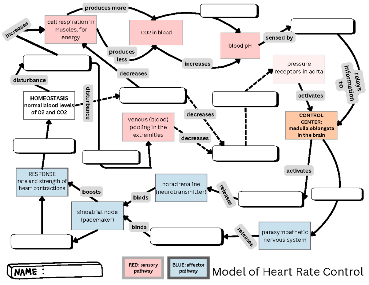 Model of Heart Rate Control: Mechanisms & Pathways in Physiology - Studocu