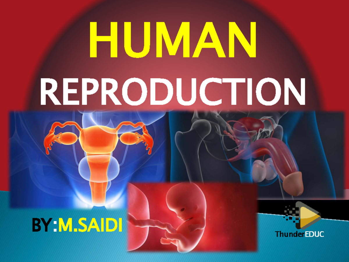 HUM 101 Notes: Detailed Overview of Human Reproduction Process - Studocu
