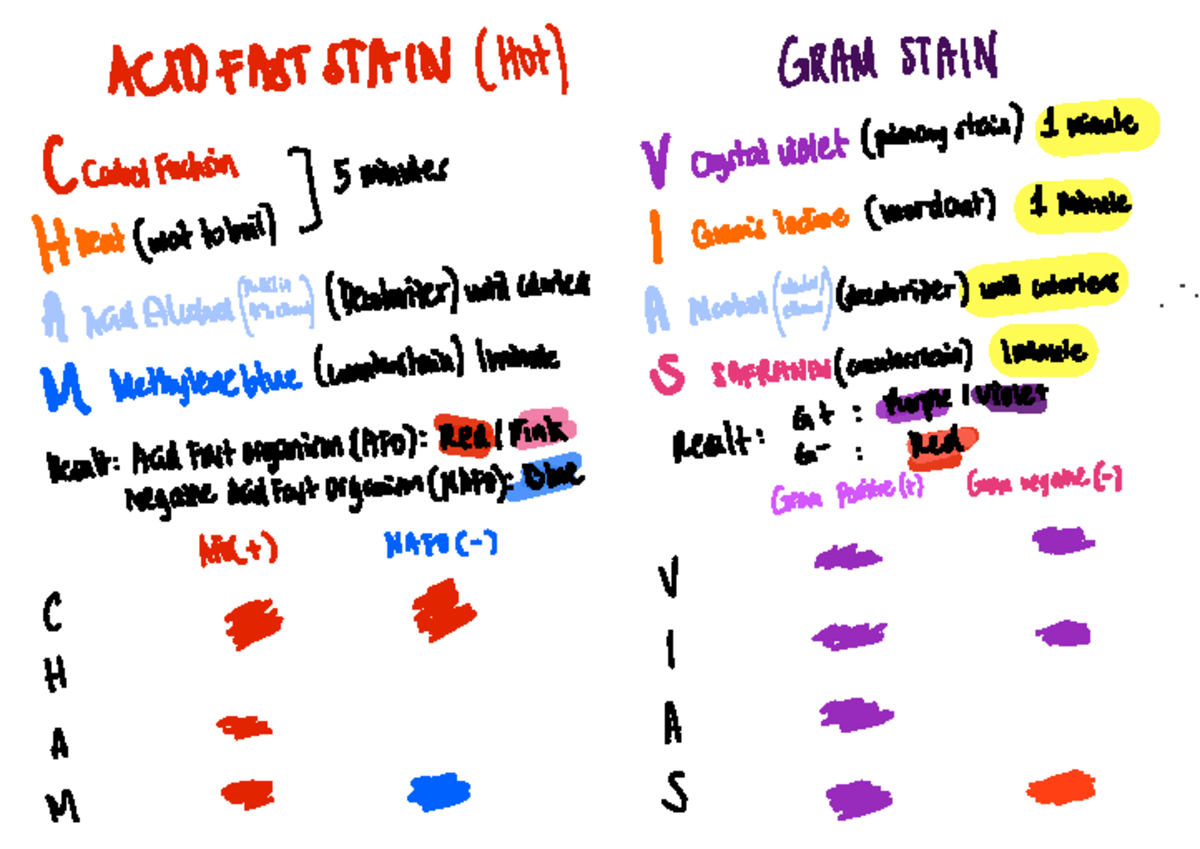 Ftf%20notes - Bacte - ACID FAST STAIN (Hot) GRAM STAIN C Cabol Fuchsin ...
