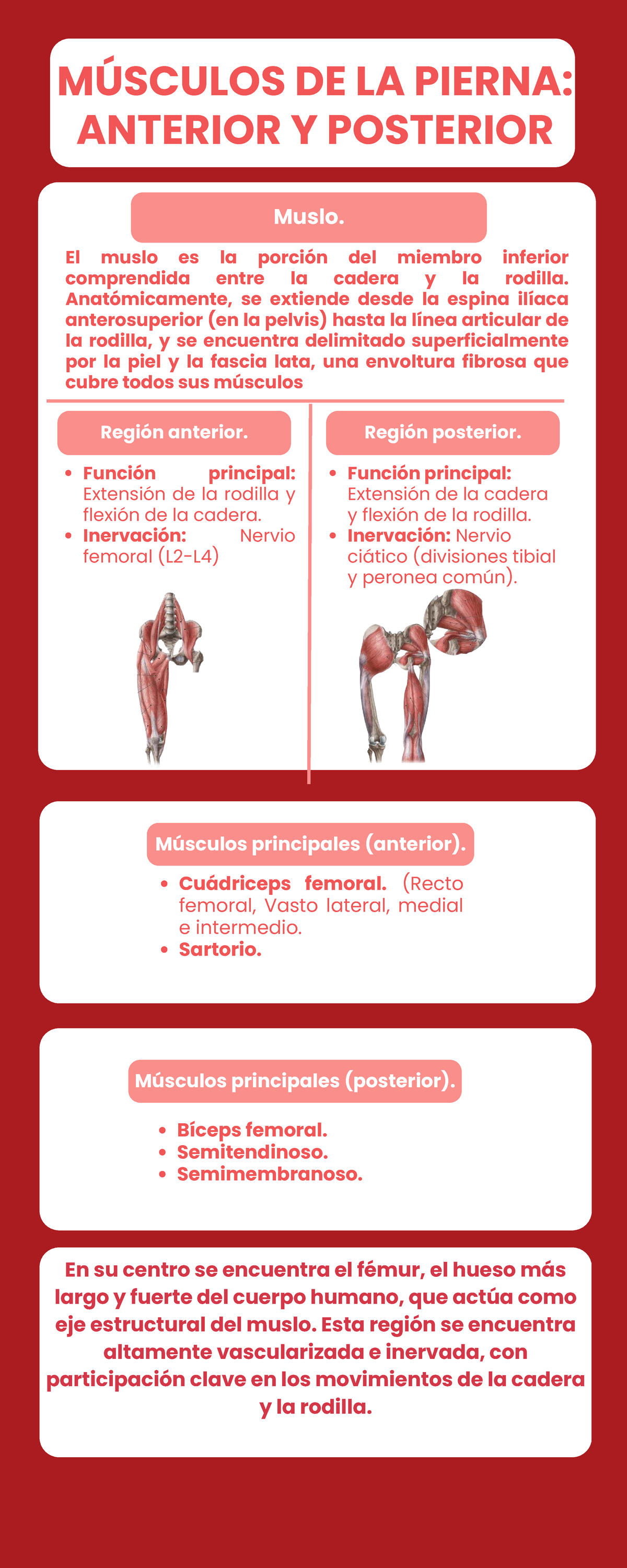 El racó de l'entrenament: EL GENOLL. COM L'ENFORTEIXO?, image size:1200x3000