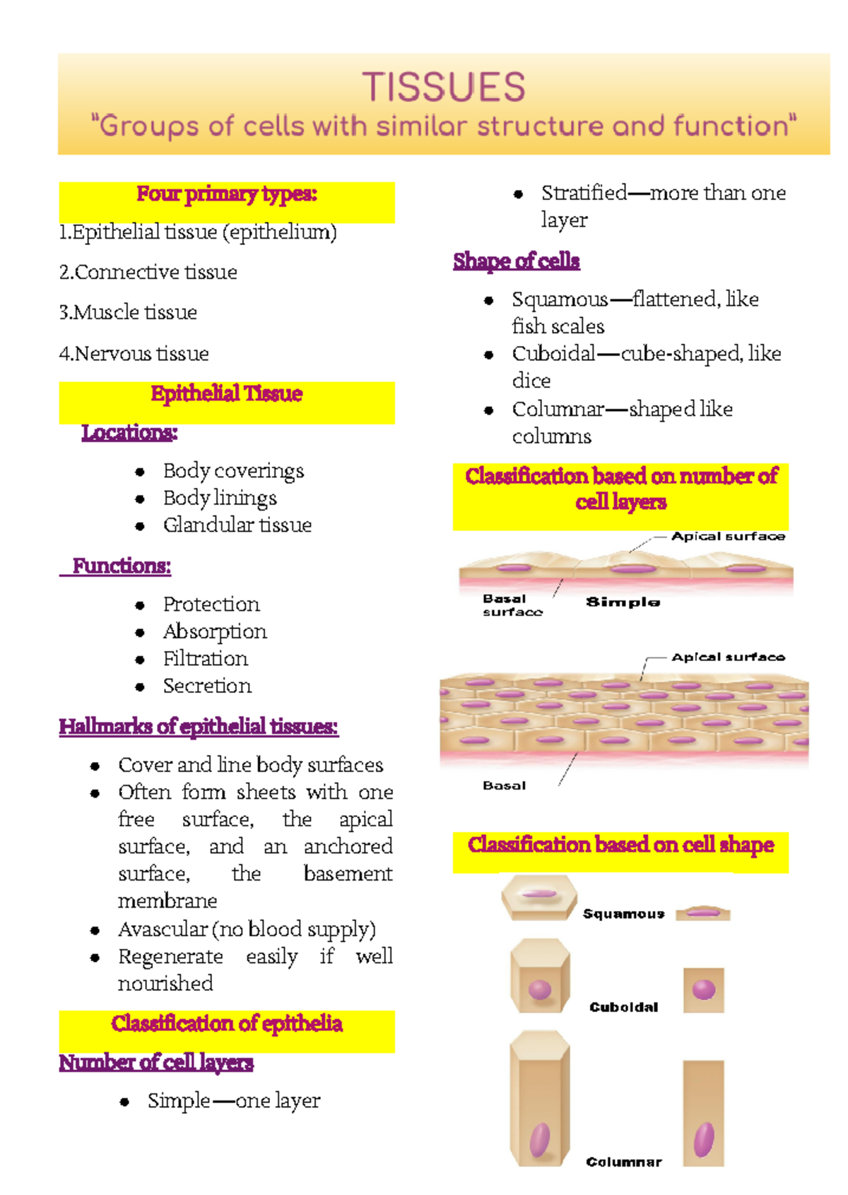 ANAT 101: Overview of Human Tissues and Their Functions - Studocu