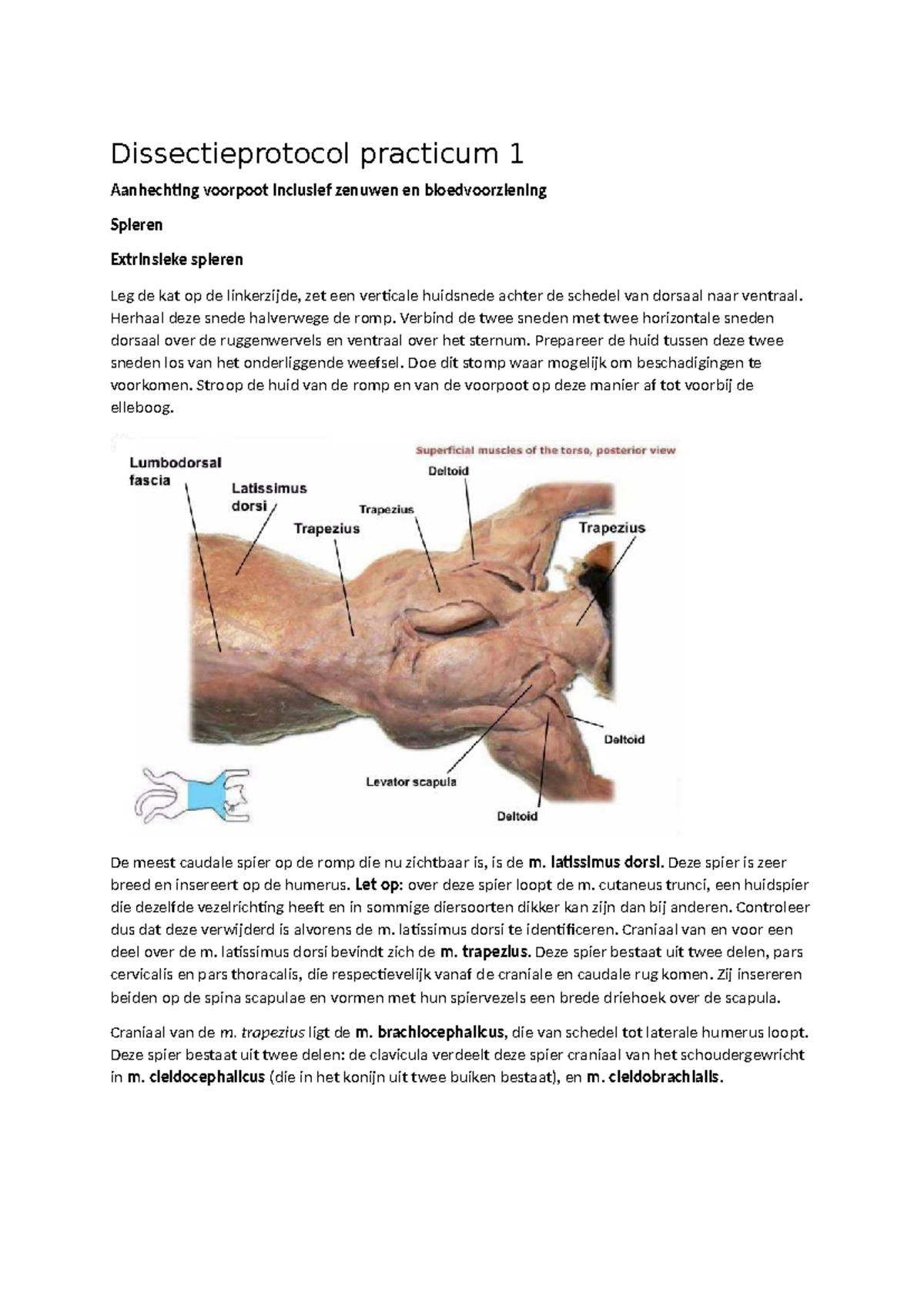 Dissectieprotocol Locomotie Prac 1: Voorpoot en Spieren - Studeersnel